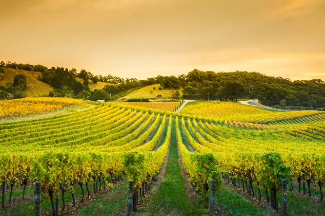 Domaine Joseph de Maistre