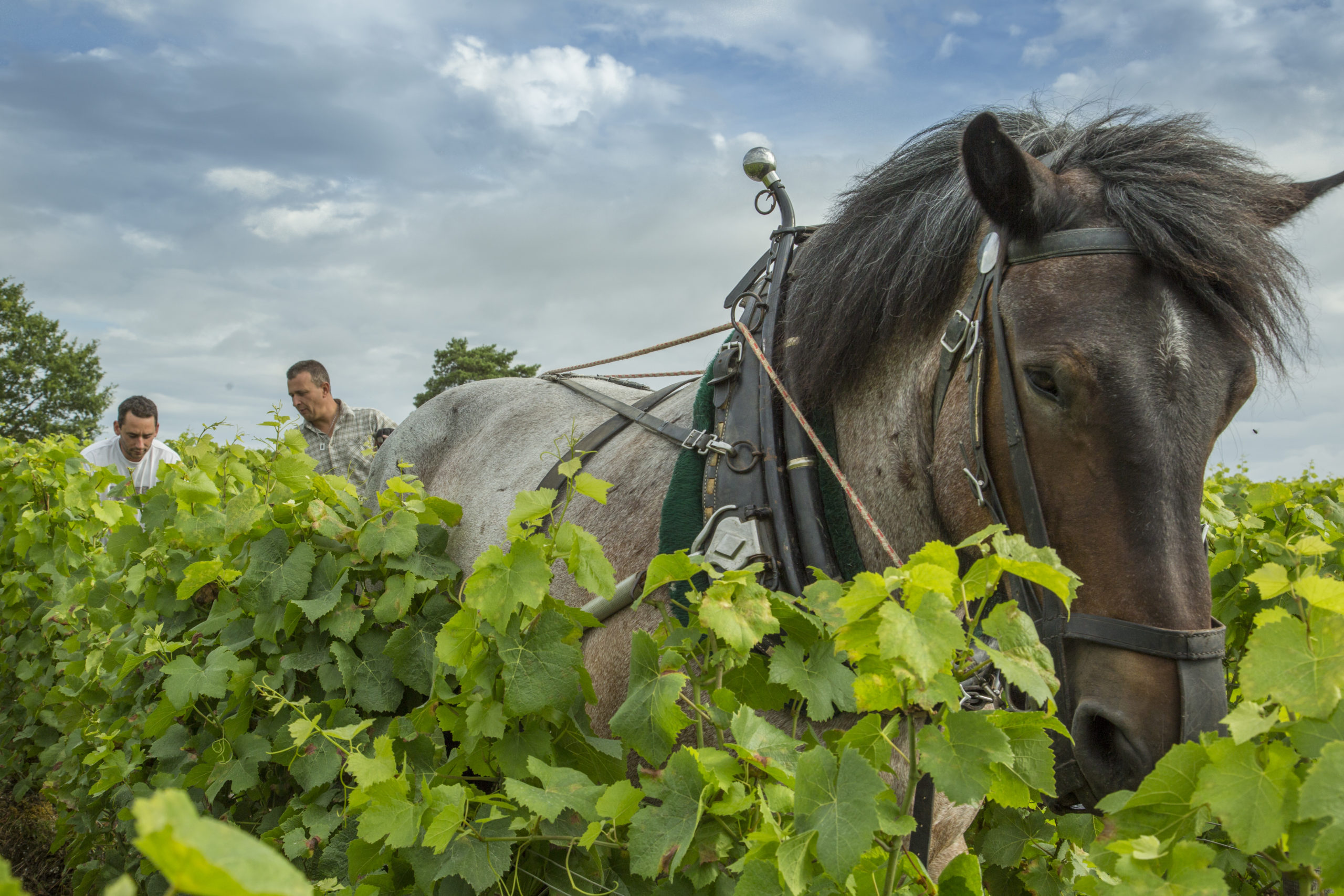 Domaine Fleury