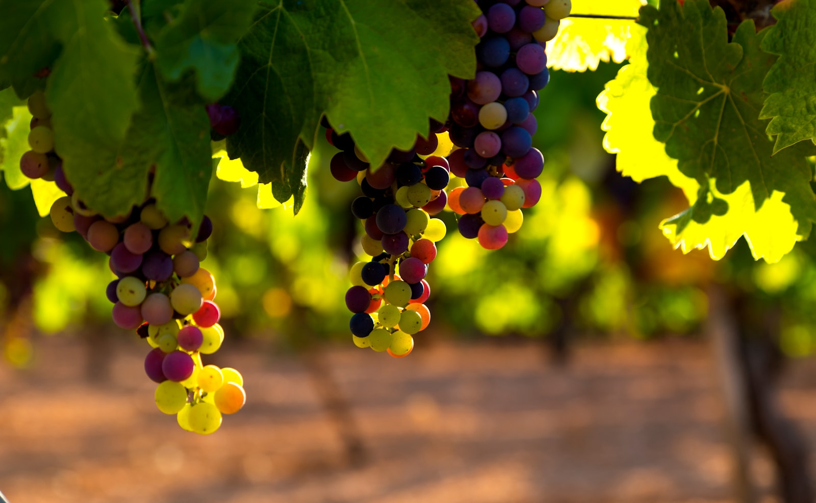 Domaine de Belleville