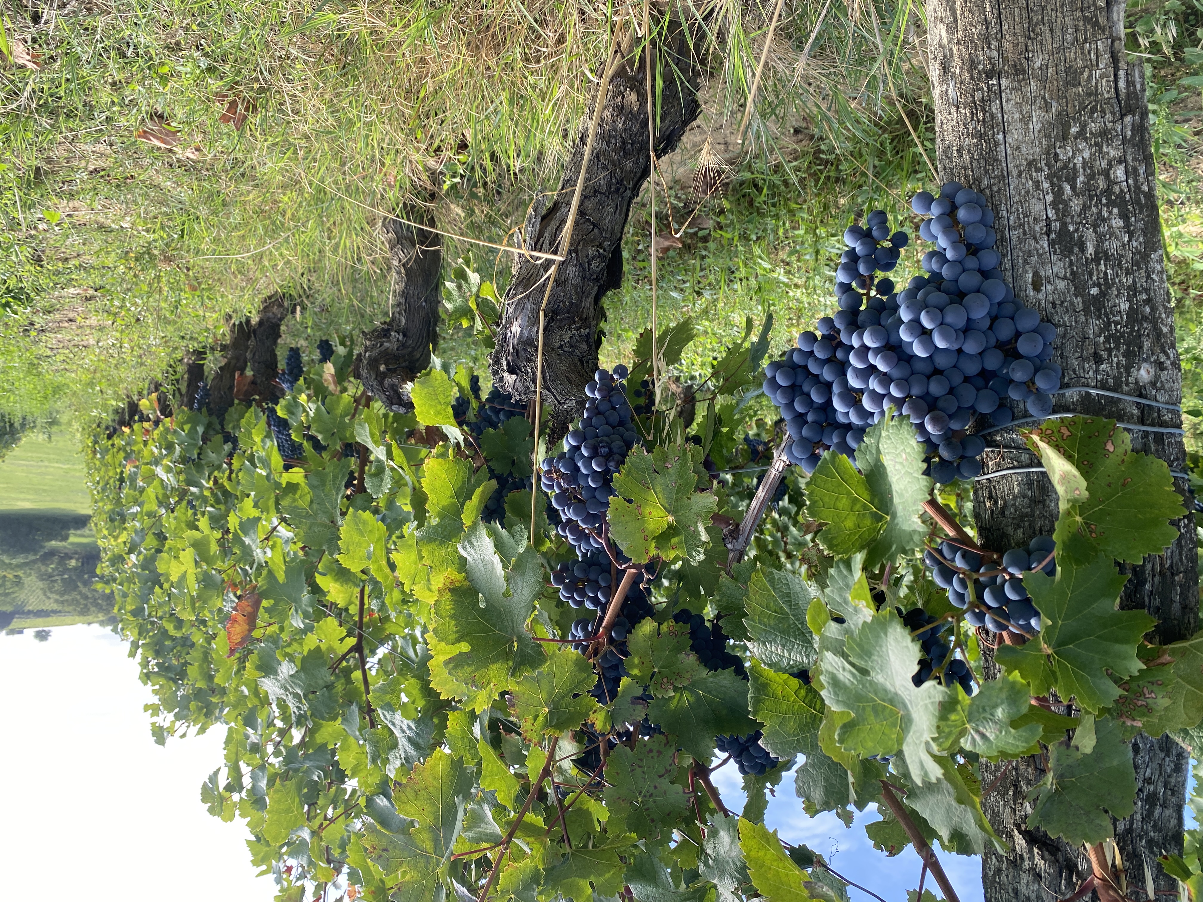 Domaine Baudry