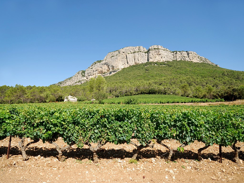 Domaine du Mas Foulaquier