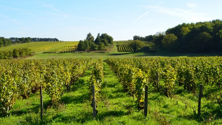 Domaine de la Taille aux Loups