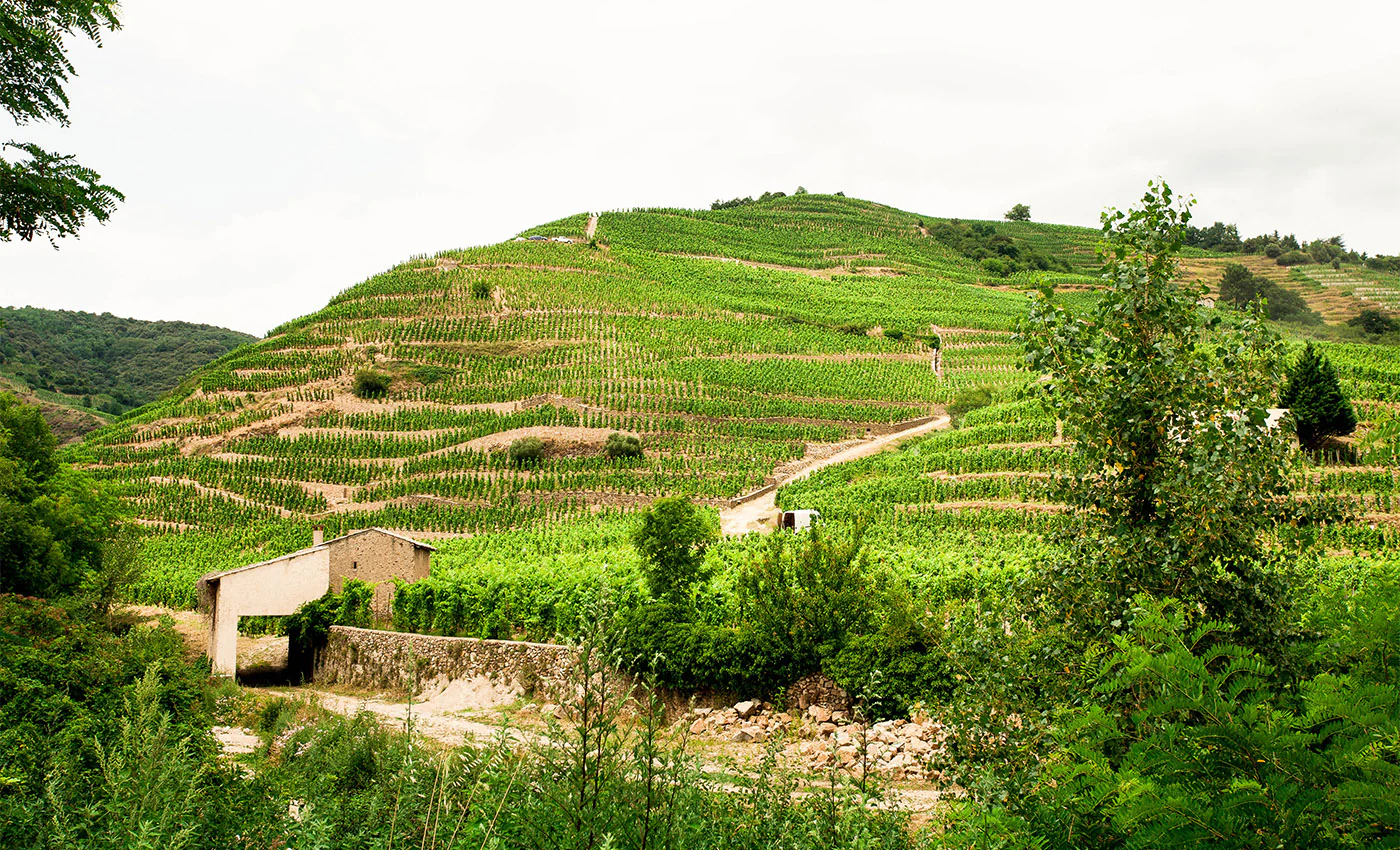 Domaine Bernard Gripa