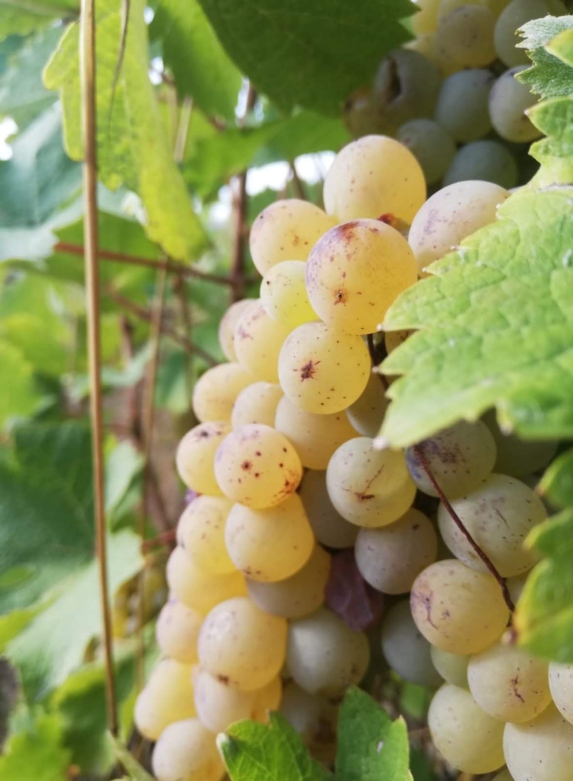 Domaine Bellivière — photo 1