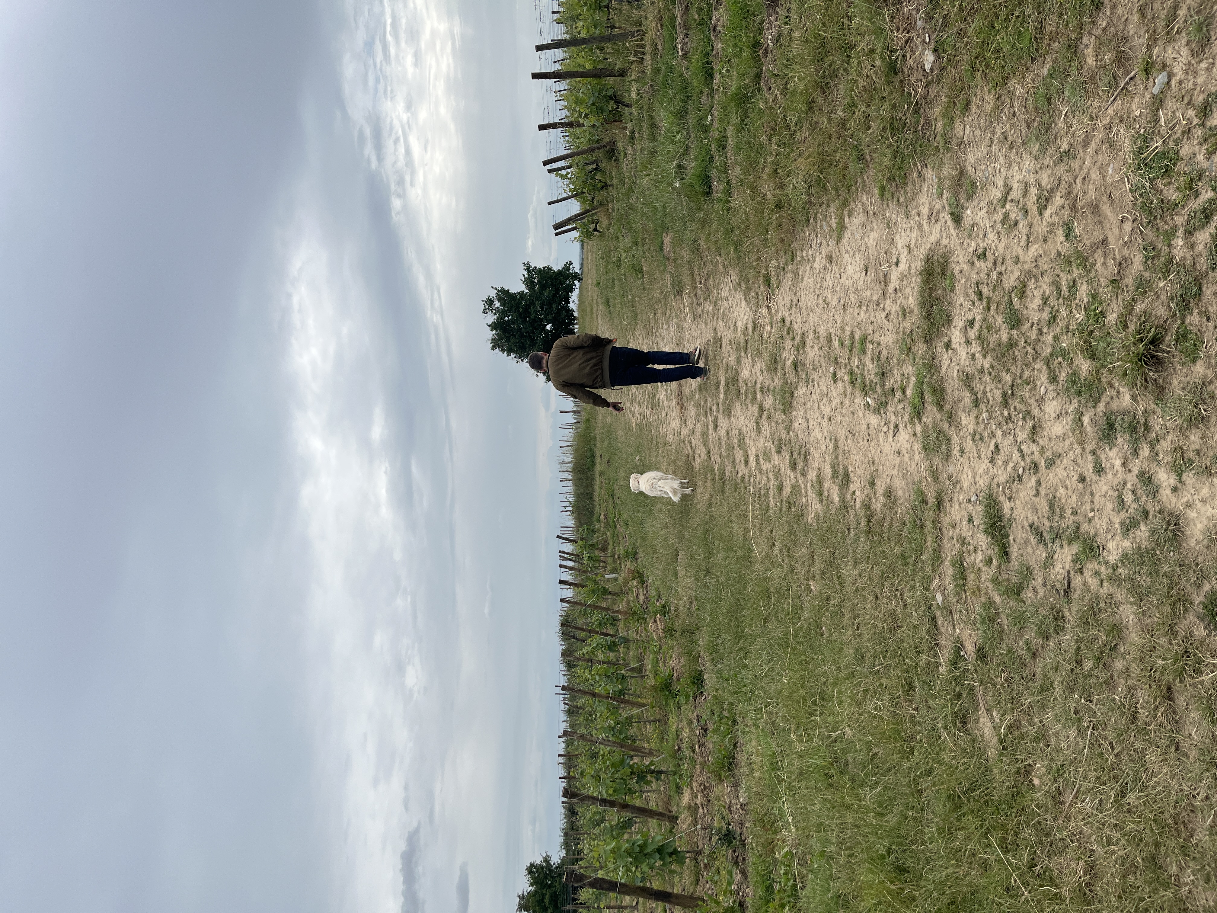 Domaine de la Roche aux Moines — photo 1
