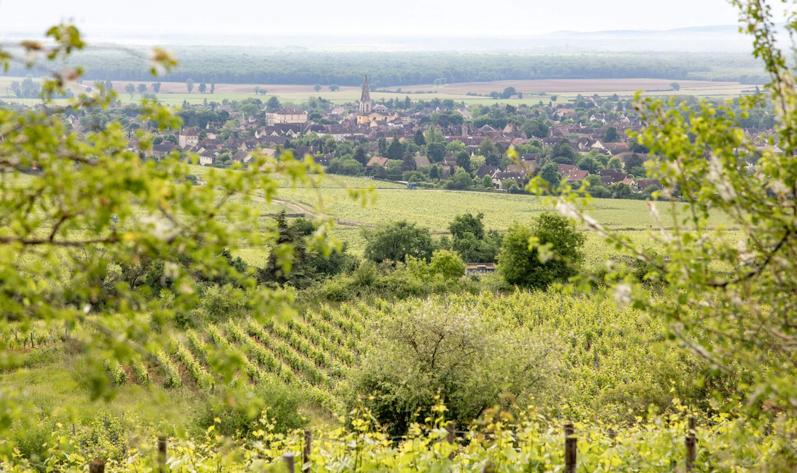 Domaine Joblot