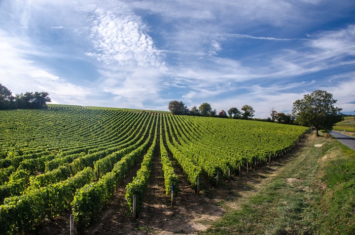 Domaine de la Butte (Jacky Blot)